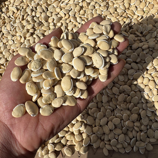 白扁豆老品种农家自产正宗黑边精选新货生扁豆种子白豆子五谷杂粮