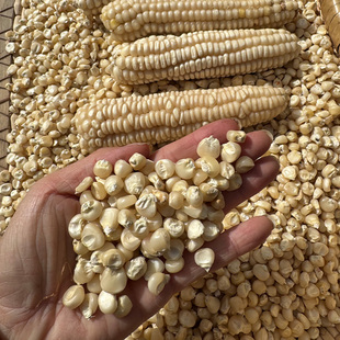 古老年代老品种白玉米白马牙玉米老式玉米笨玉米棒子可自留家用