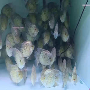 绿巨人鱼热带观赏鱼德州豹中大型凶猛鱼淡水德萨斯豹鱼满天星短身