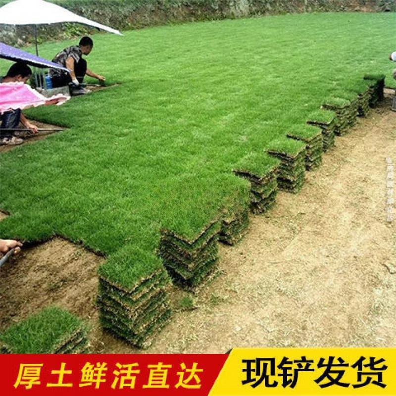 草皮真草别墅庭院绿化马尼拉地毯草耐寒草坪带泥土免剪草带土发