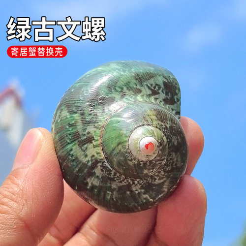 贝壳海螺绿古文螺卷贝鱼专用
