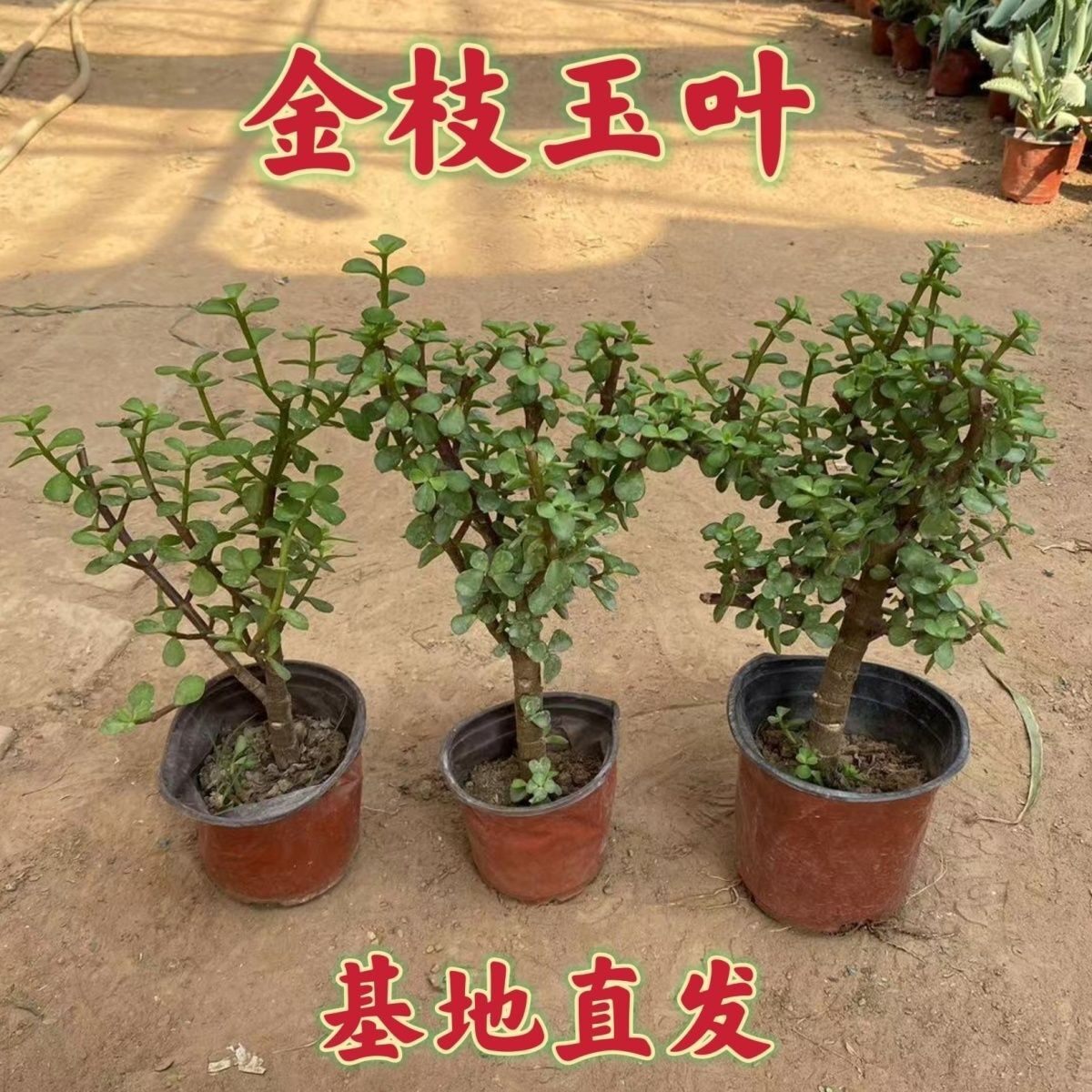 基地金枝玉叶多年生树老桩盆栽图片