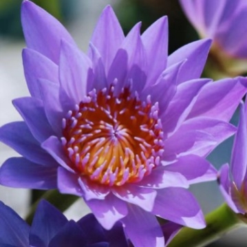 紫色睡莲鲜花水养插花花束家庭客厅室内广州鲜花基地直发批发