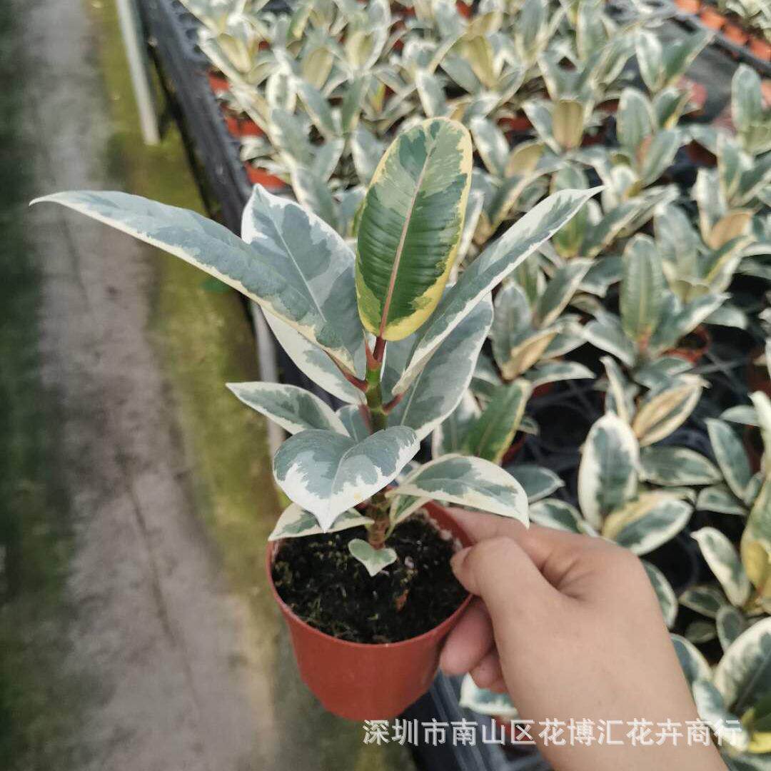 小金刚花叶橡皮树盆栽系列室内外绿化墙体观叶绿植植物