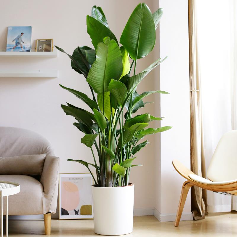 天堂鸟公司客厅植物室内大盆栽大型真绿植办公乔迁网红花卉鹤望兰