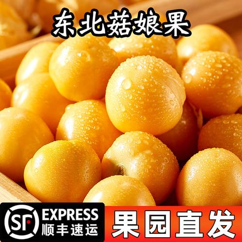 菇娘果灯笼果新鲜水果姑娘果