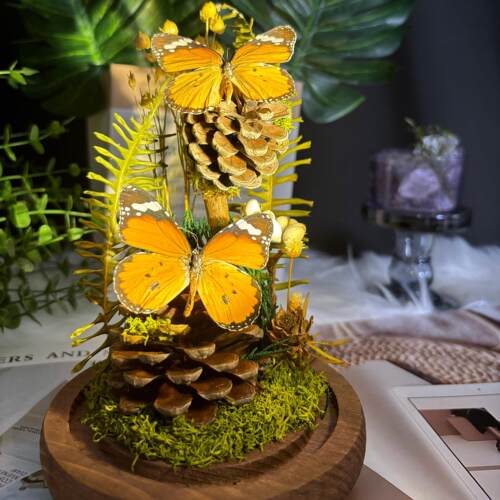 玻璃盖蝴蝶标本植物标本干花饰品昆虫家居软装展示礼品生态微景观