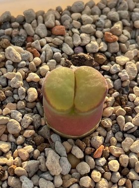 大型风铃粉红女郎lav28126大窗玉窗绒窗鼓窗2.5年准母本今年开花