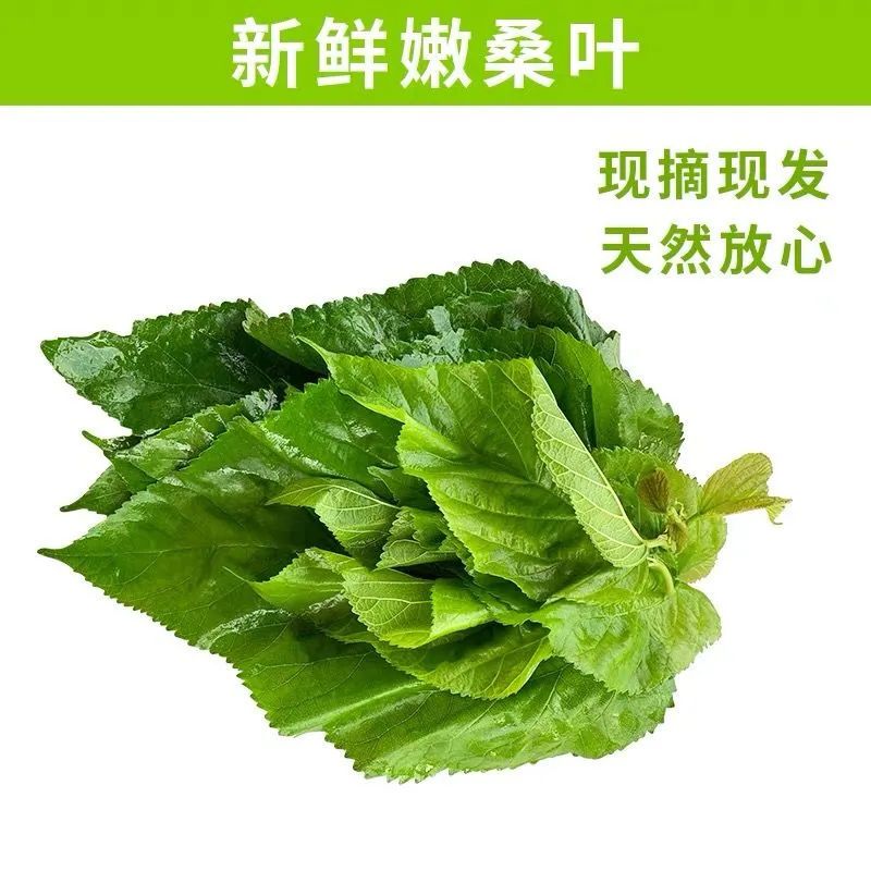 新鲜福建发货小蚕吃嫩蚕宝宝饲料D桑树叶现摘叶大农家自种蚕桑叶