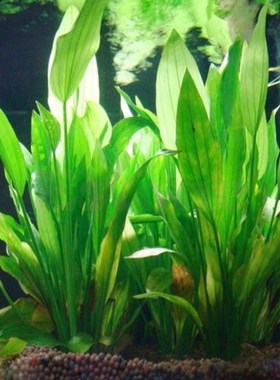 15CM/10CM Underwater Artificial Aquatic Plant Ornaments For