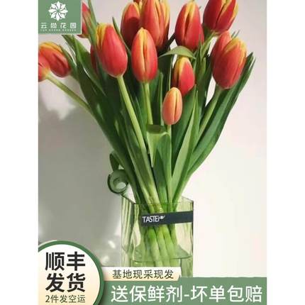郁金香鲜花云南昆明斗南市场基地直发花直批水养水培花束家用插花