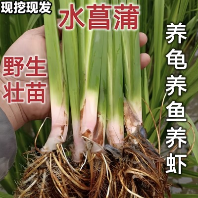 野生新鲜石菖蒲水菖蒲泡水苗龙根鱼缸养龟盆栽净化水培土现挖