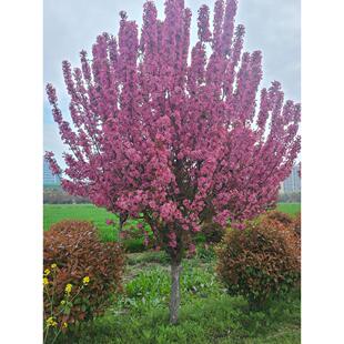 高杆海棠树苗垂丝海棠庭院别墅耐寒风景树北美海棠西府海棠花树苗