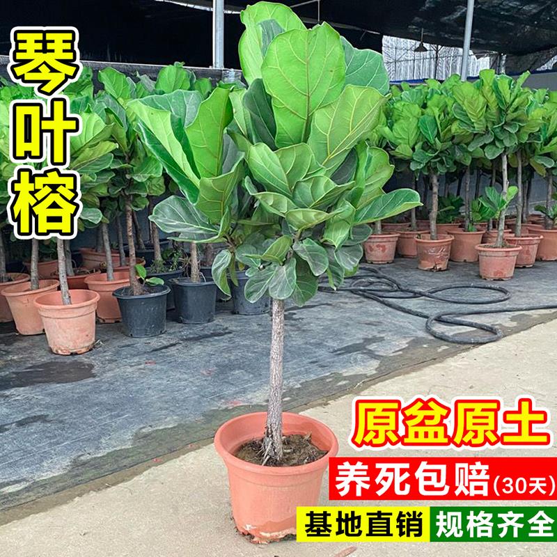 琴叶榕客厅绿植室内大叶老桩植物四季常青好养活办公室落地大盆栽