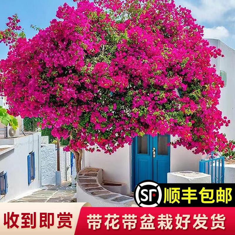三角梅盆栽带花爬藤植物庭院阳台花卉重瓣老桩巴西三角梅耐寒耐热