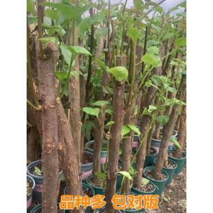 三角梅盆栽大苗粗杆高杆爬藤植物花卉阳台庭院室内外四季开花勤花