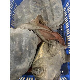 鳄鱼龟活物大鳄龟北美鳄鱼龟活体小鳄龟食用肉多美味足斤鲜活鳄龟