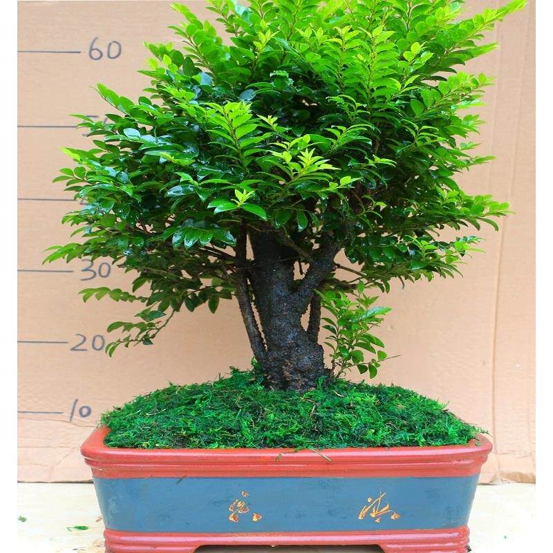 小叶紫檀盆景木树桩四季常青净化空气绿植室内客厅办公桌花卉盆栽