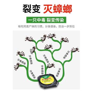 蟑螂药一窝全窝端厨房强力灭蟑家用神器克星绝杀胶饵剂贴非无毒屋
