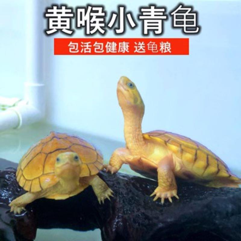.纯正黄喉拟水龟皖南种三黄小青龟北石金钱龟活物小宠物乌龟发财