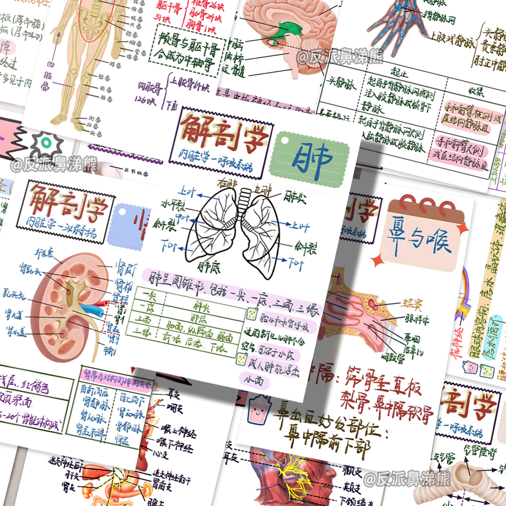 108张解剖医学贴纸人体解剖学知识手账医学生专用新款创意diy贴画