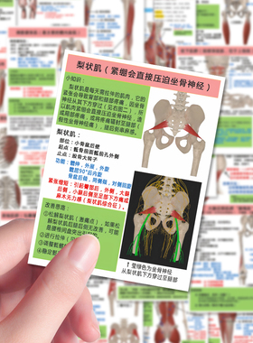 32张人体肌肉解析贴纸医学生笔记人体结构科普医学装饰diy手账贴