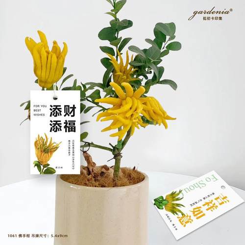 佛手柑养护提示吊牌添财添福好运祝福吊卡办公室盆栽装饰小挂卡