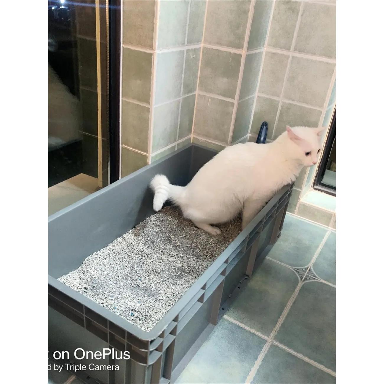 猫砂盆超大号特大号80cm缅因集装箱超级大尺寸周转物流箱巨型100