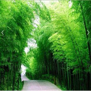 3D立体延伸背胶贴纸壁画客厅竹林墙布树林防水壁纸竹子定制8D墙纸
