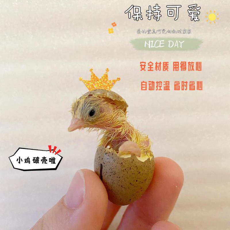 智能家用小型恒温水床孵化器芦丁鸡小鸡鹦鹉自动翻蛋湿度控制