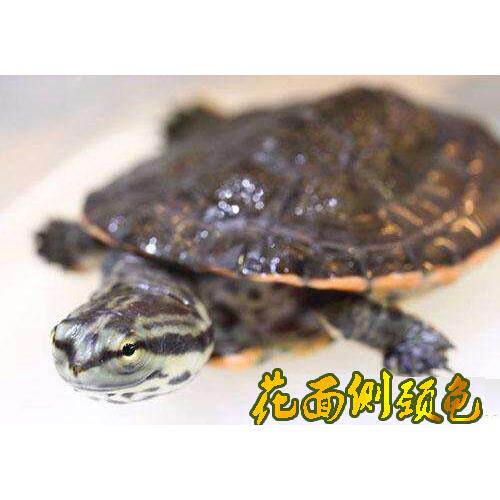 希拉里蟾头龟乌龟活体深水龟花面侧颈龟观赏龟宠物龟长颈龟吃鱼粪