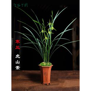 高档兰花江西细叶寒兰素心虎山素红素雪中红桃花仙子莲瓣兰小雪素