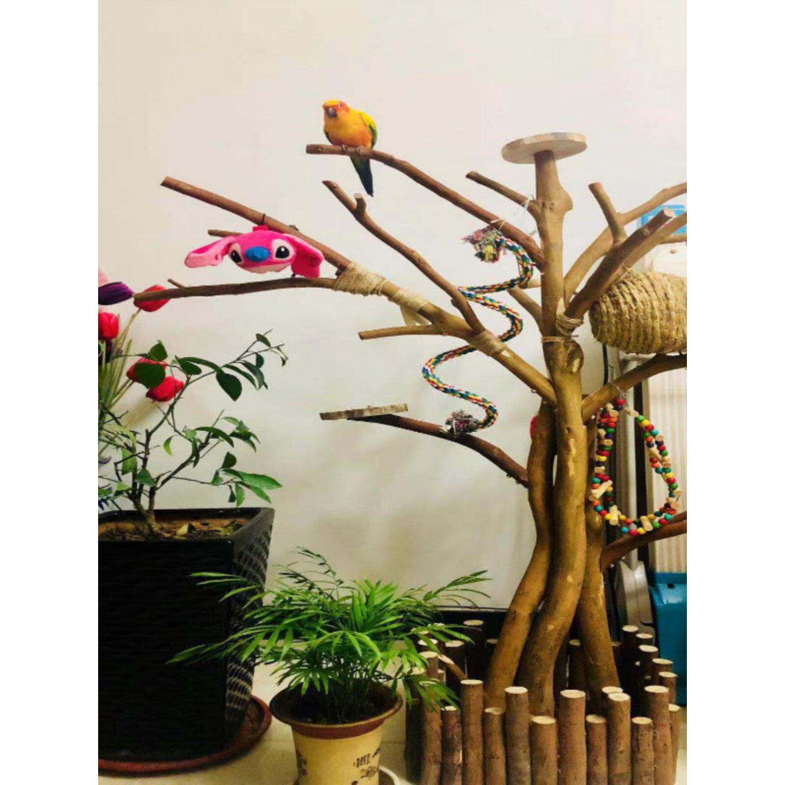 天然枯树枝鸟爬架耐磨金刚鹦鹉站架玄凤宠物实木爬梯中大型鸟架子