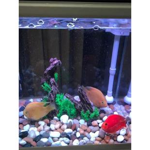 25公斤鹅卵石玉花石庭院铺路小石块石块鱼缸花盆装饰美化鹅软石