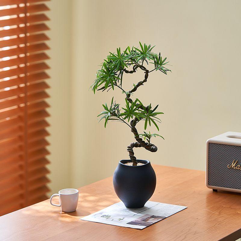 盆景罗汉松发财树室内造型好养植物办公室花卉绿植客厅桌面盆栽