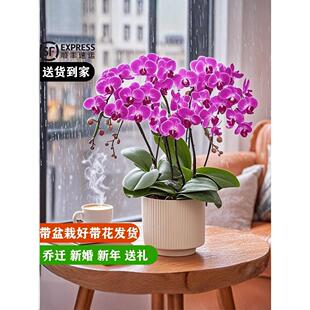 蝴蝶兰盆栽带花苞真花客厅办公室内桌面四季好养花卉绿植乔迁开业