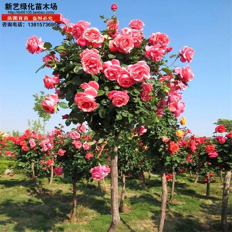 树状月季月季树玫瑰树高杆树桩月季高杆玫瑰月季大花月季树苗花苗