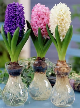 风信子种球水培花卉植物阳台室内好养易活懒人绿植土培风信子盆栽