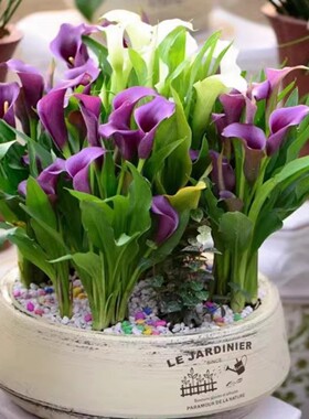 彩色马蹄莲球根进口种球室内室外盆栽多年生高档四季播种鲜花植物