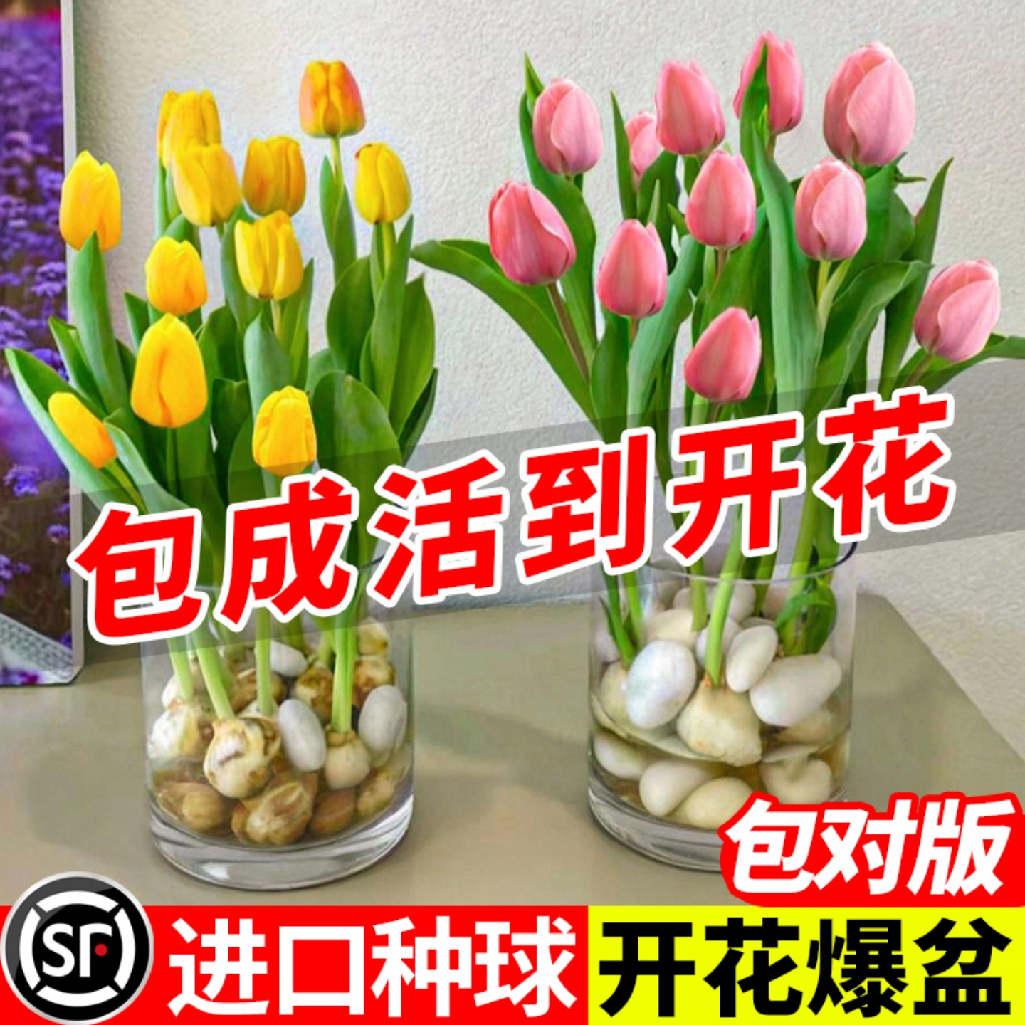 进口郁金香种球水培花卉耐寒盆栽