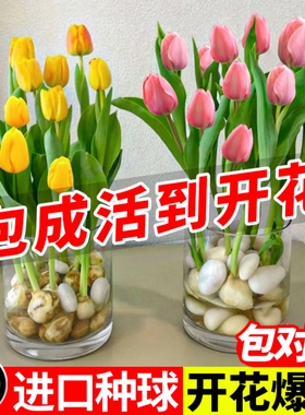 郁金香种球水培花卉盆栽耐寒植物室内外多年生好养土培郁金香种子