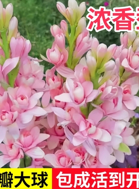 晚香玉种球重瓣浓香型多年生室内外花卉好养易活阳台庭院盆栽植物