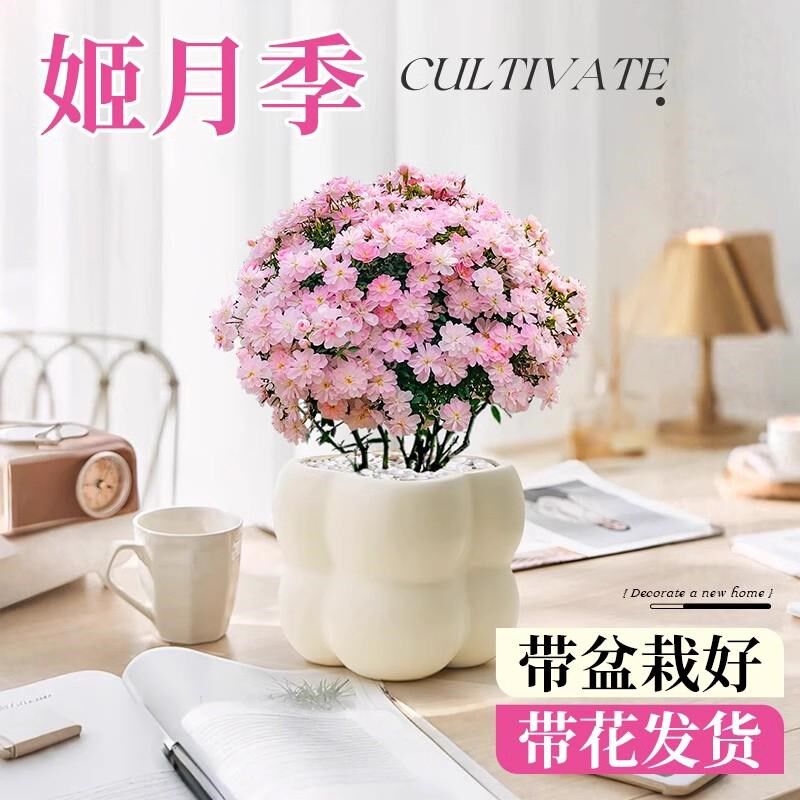 热销带花迷你微型四季开花姬月季阳台窗台桌面水培好养花卉苔藓球