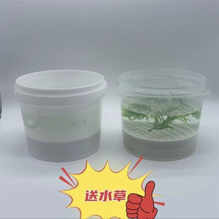 热销乌龟隔离盒发色盒饲养盒带盖奶茶桶迷你鱼缸龟缸透明