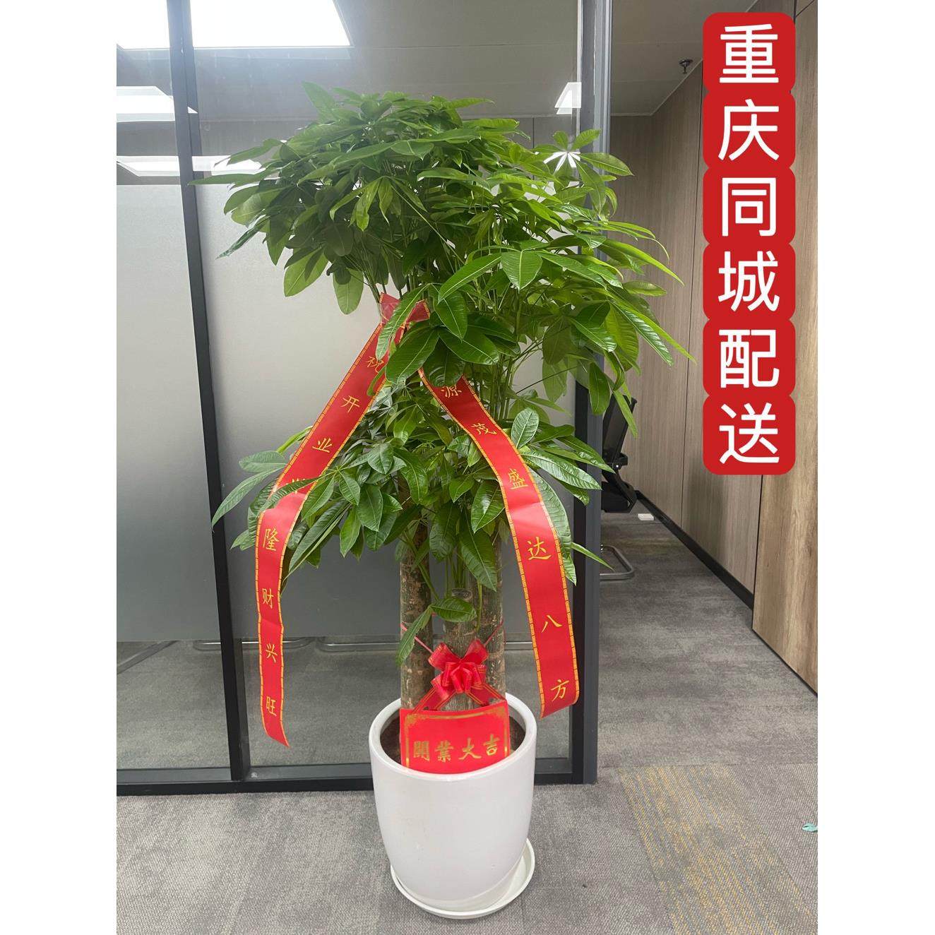 乔迁送礼开业重庆大型绿植步步高水泥盆植物发财树其他咖啡盆栽,鲜花速递/花卉仿真/绿植园艺,大型绿植/成品组合盆栽,淘宝优惠券,粉丝福利购,淘宝优惠卷