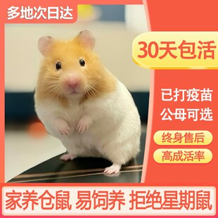 仓鼠活物已打疫苗家养金丝熊一对银狐布丁紫仓奶茶公婆小苍鼠活体