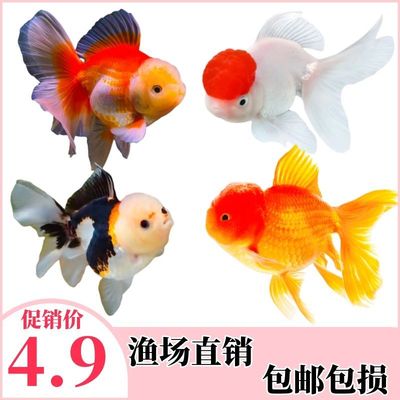 金鱼活体观赏鱼小型冷水鱼好养耐活淡水宠物鱼不加温小金鱼鱼苗