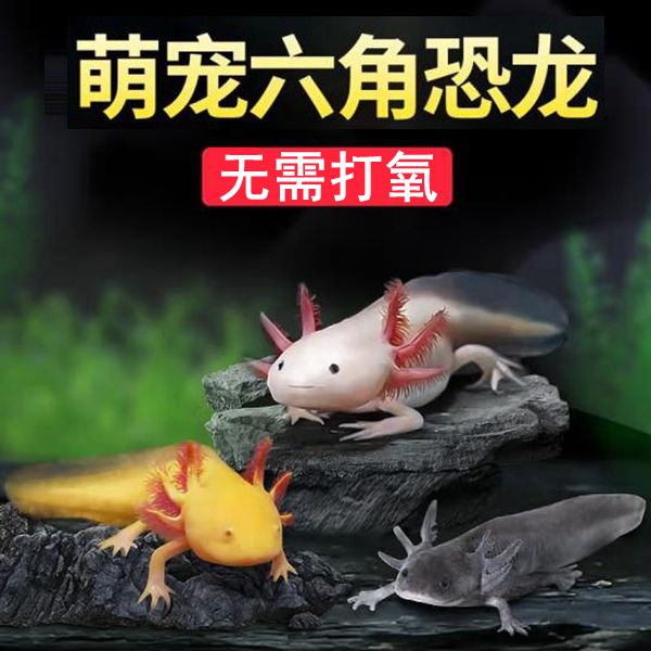 六角恐龙鱼蝾螈宠物鱼活体冷水鱼淡水网红观赏鱼美西螈好养耐活陆