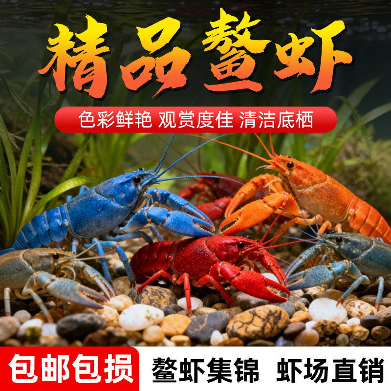 鳌虾观赏虾苗淡水冷水耐活体宠物红白蓝小龙虾冷水龙虾苗火山原生