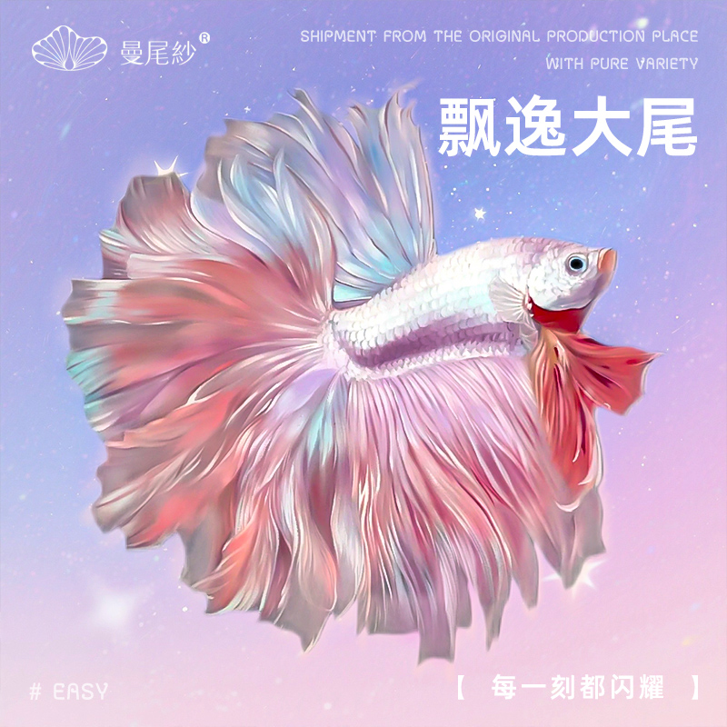 曼尾纱泰国斗鱼观赏金鱼公母热带淡水好养耐活体精品半月婚纱宠物